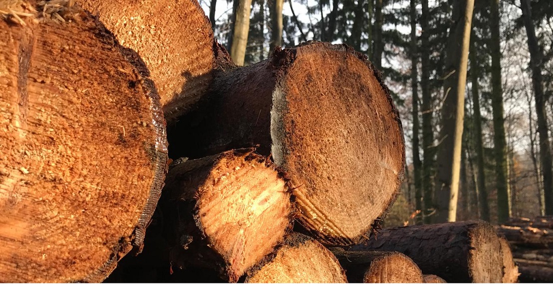 Almanya’da odun hırsızlığı artıyor