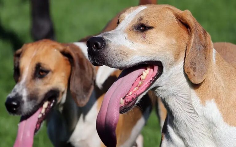 Almanya’da köpek vergisinden rekor gelir
