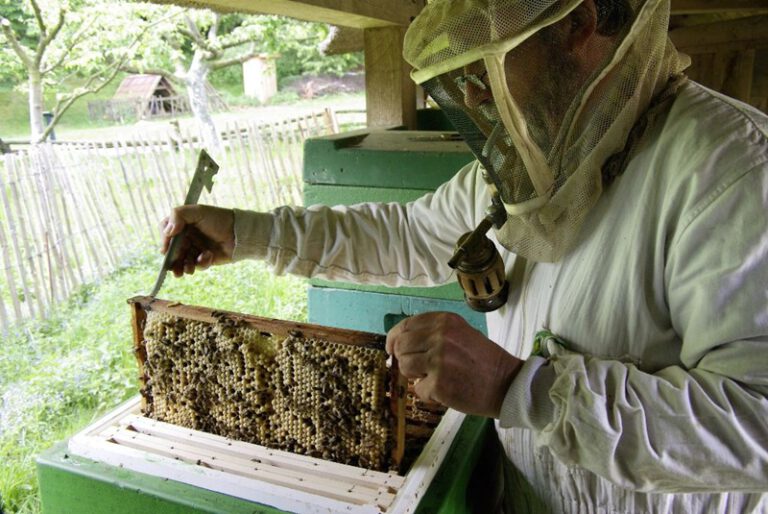 Kiekeberg Açık Hava Müzesi’nde Arıcılık Kursu Başlıyor