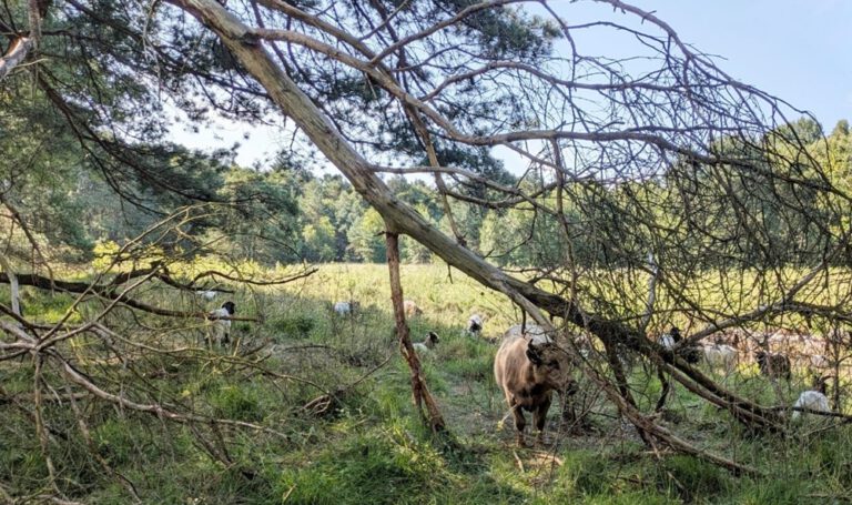 Altona Schnaakenmoor’da Yeni Dönem: Motor Yerine ‘Möö’