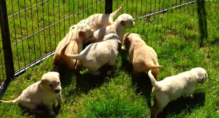 Hamburg, Daha Güçlü Bir Hayvan Koruma Yasası İçin Harekete Geçiyor