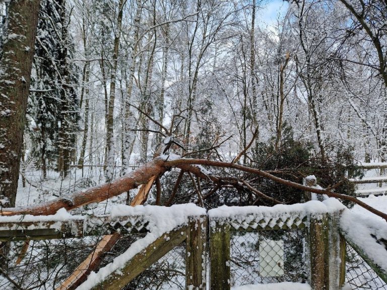 Altona’da Kış Tedbiri: Kar Tehlikesi Nedeniyle Klövensteen Parkı Süresiz Kapatıldı