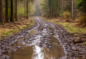 Forst Klövensteen’de Binicilik Yolları Alarm Veriyor: Altona Belediyesi’nden Uyarı