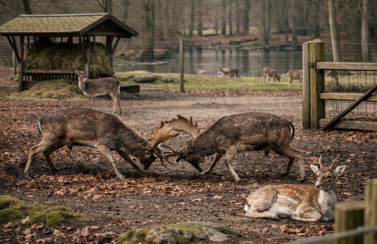 Hamburg Hirschpark’ta Alageyik Alanı Kapatıldı: Hayvanlar Klövensteen’e Taşınıyor