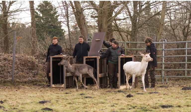 Elbe Kıyısındaki Hirschpark’taki Alageyikler Yeni Yaşam Alanına Nakledildi