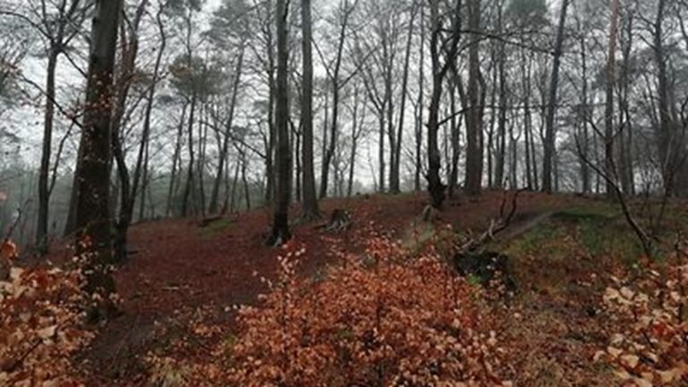 Hamburg, Heimfelder Holz Ormanını Kalıcı Olarak Koruma Altına Aldı