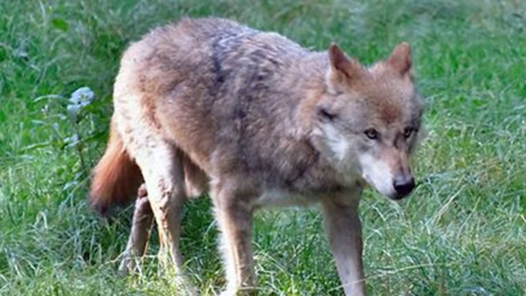 Hamburg’da olay yaratan kurt yeniden doğaya salındı: Yakından izleniyor