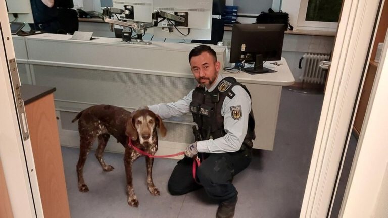 Hamburg’da kaybolan av köpeği “Jackie”, polis sayesinde sahibine kavuştu