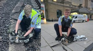Hamburg’da raylarda mahsur kalan yaralı kazın yardımına Federal Polis yetişti