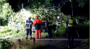 Hamburg-Eilbek’te ağaç minibüsün üzerine devrildi: 7 yaralı