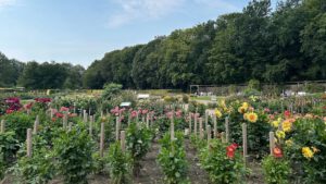 Altona’nın 100 Yıllık Çiçek Mirası: Dahliengarten’da Büyük Kutlama