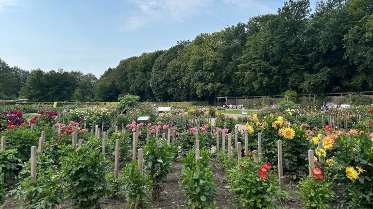 Altona’nın 100 Yıllık Çiçek Mirası: Dahliengarten’da Büyük Kutlama