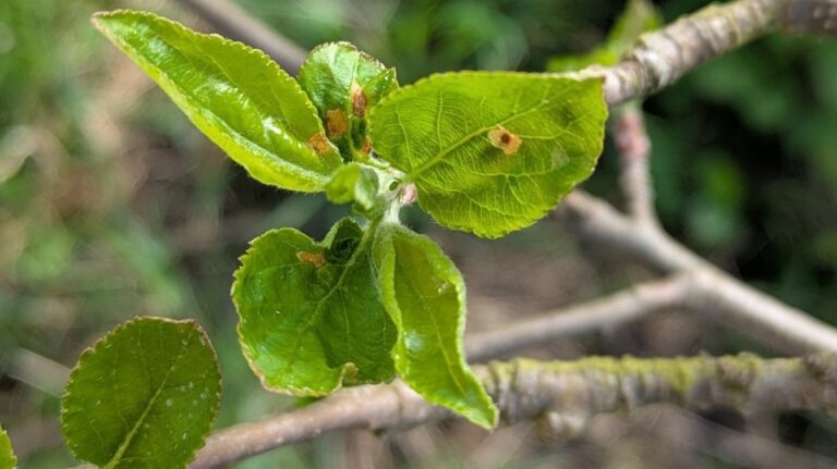 Neue Perspektive im Pflanzenschutz: Amöben gegen Pilzbefall